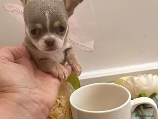 Chihuahua dogs Very small chihuahua puppies - Advert 20