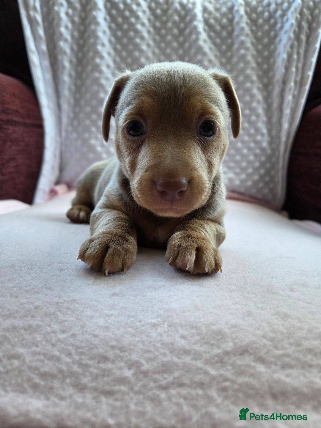 Jack Russell dogs for sale: *Only Lilac&Tan Girl Available* Beautiful JR Pups in Goole - Image 5