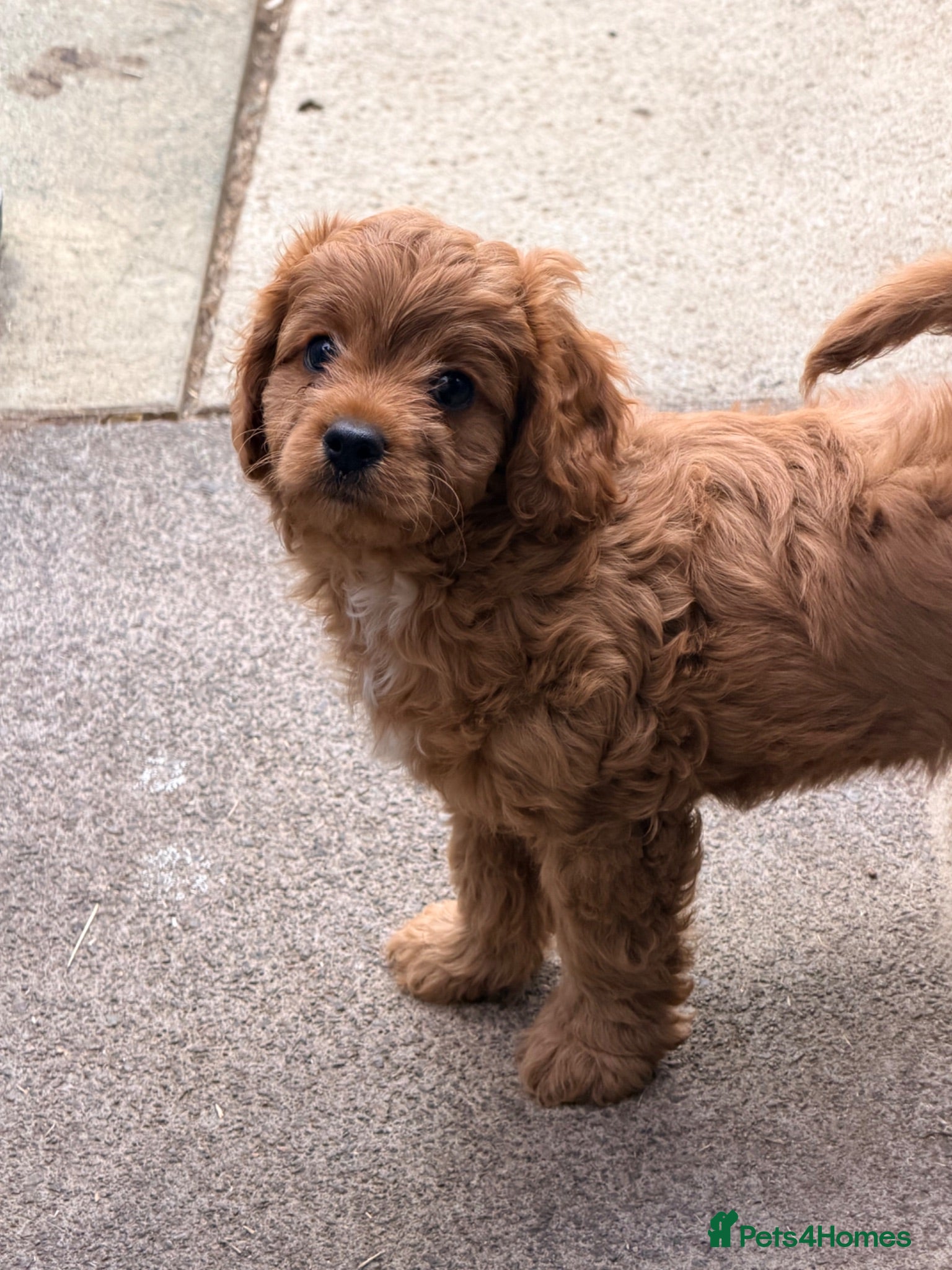 Cavapoo dogs Gorgeous Cavapoo ready to leave health tested  - Advert 14