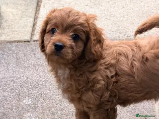Cavapoo dogs Gorgeous male Cavapoo ready to togo health tested - Advert 5