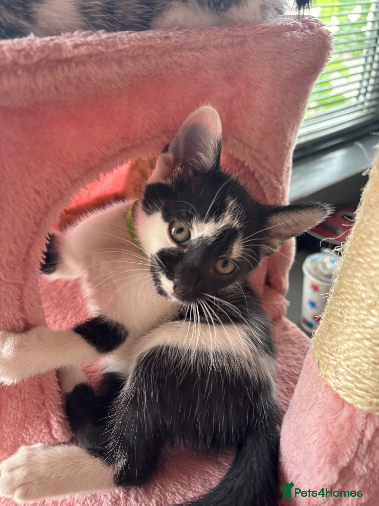 Mixed Breed cats 3 beautiful babies - Advert 3