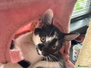 Mixed Breed cats 3 beautiful babies - Advert 2