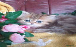 Persian cats for sale: 🌟Beautiful Pedigree Chinchilla Persian Kitten🌟 - Image 11