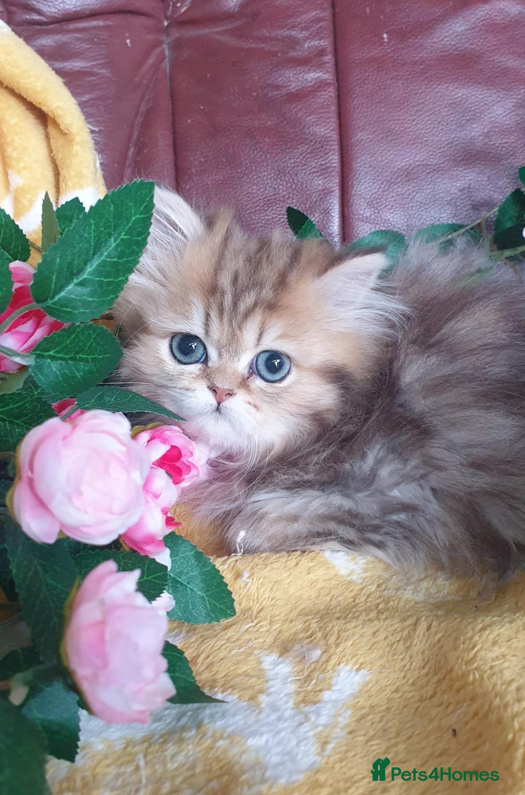 Persian cats for sale: 🌟Beautiful Pedigree Chinchilla Persian Kitten🌟 - Image 11