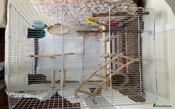 Finches birds for sale: Zebra finches with cage and accessories  - Image 2