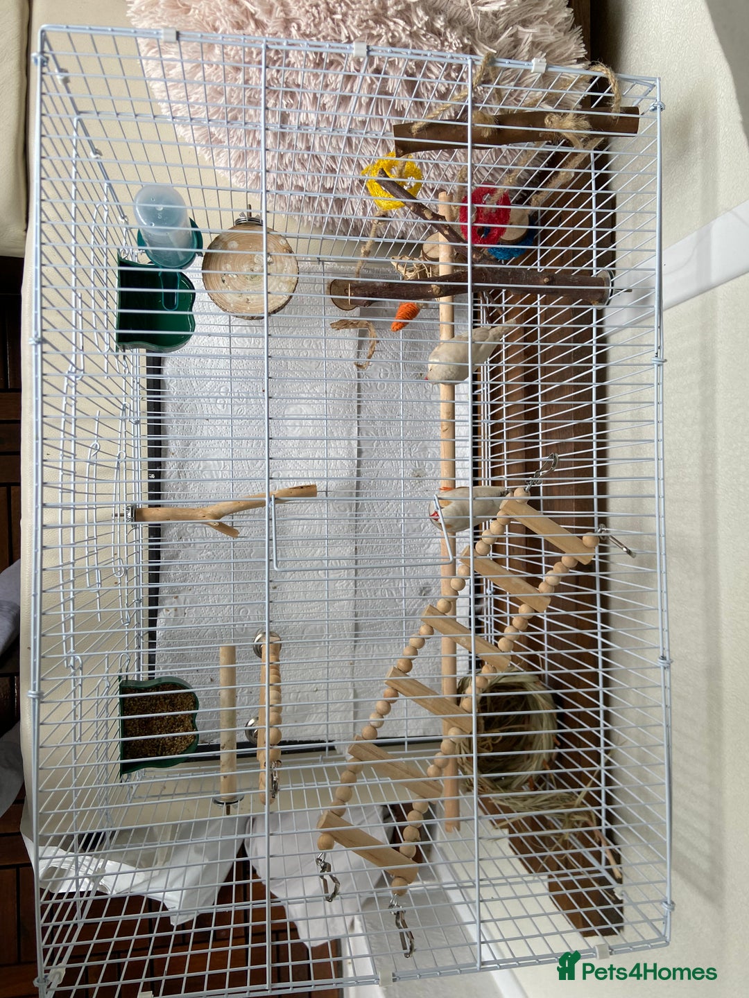 Finches birds for sale: Zebra finches with cage and accessories  - Image 2