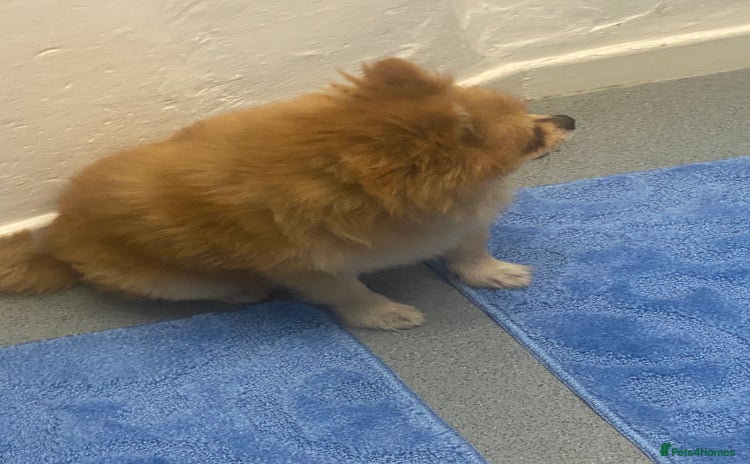 Pomeranian dogs - Advert 2