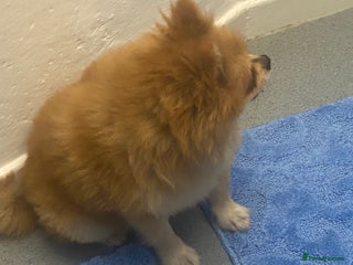 Pomeranian dogs - Advert 8