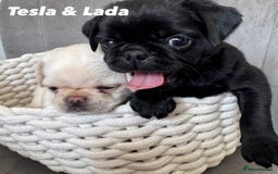 Pug dogs for sale: Amazing KC registered pug puppies - Image 1