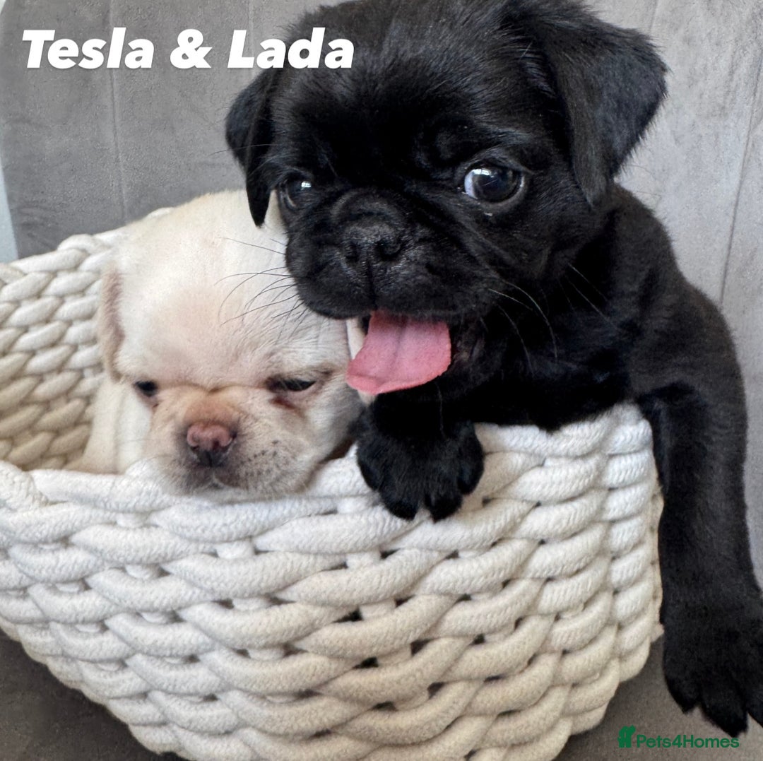 Pug dogs for sale: Amazing KC registered pug puppies - Image 1