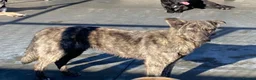 Mixed Breed dogs for adoption: Liv, 3 yrs old approx. Available for adoption. in Brixham - Advert 3