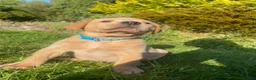 Labrador Retriever dogs for sale: KC Registered Puppies - Lanark in Lanark - Advert 5