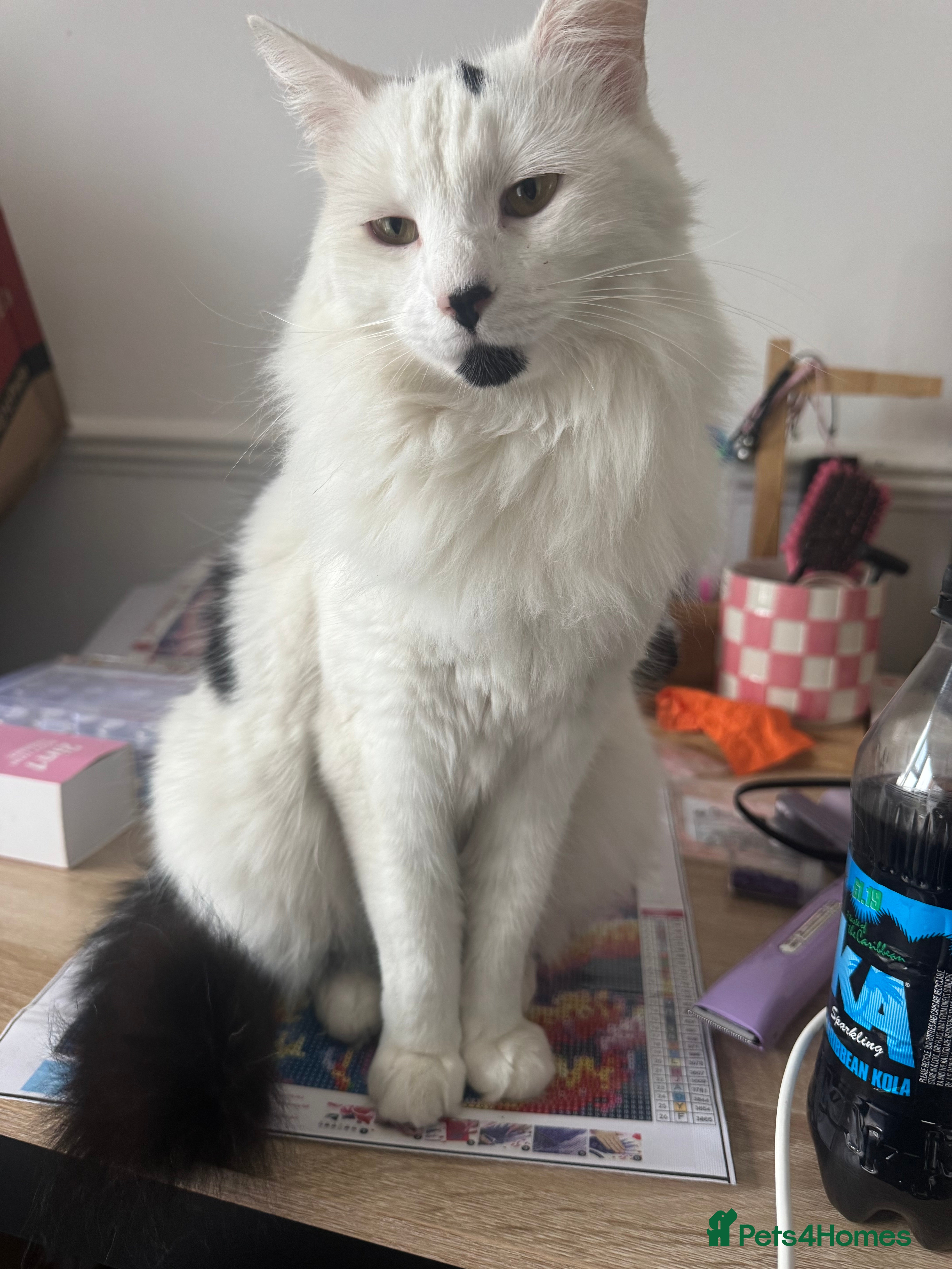 Mixed Breed cats Looking for a forever home  - Advert 4