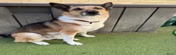 Mixed Breed dogs for adoption: 💙TITO💙 6½ years old, low-medium, only 15 kg boy - Advert 2
