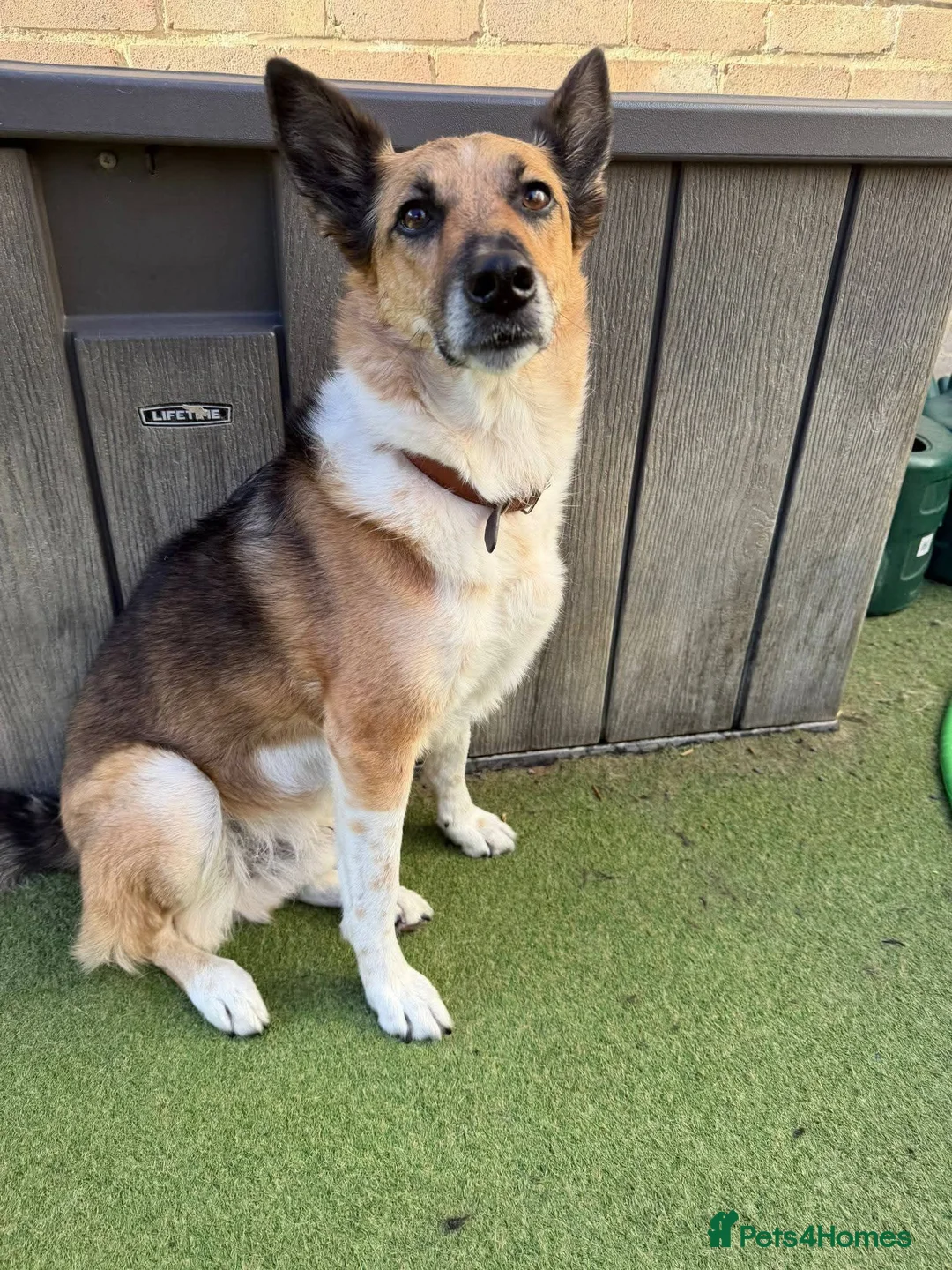 Mixed Breed dogs for adoption: 💙TITO💙 6½ years old, low-medium, only 15 kg boy - Advert 2