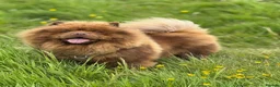 Chow Chow dogs for stud: Luca – Stunning Chocolate Chow Chow. - Advert 2