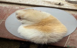 Guinea Pig rodents for sale: 3 sows looking for new 🏡 - Image 2