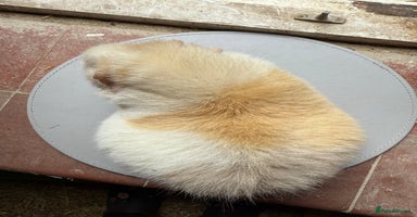 Guinea Pig rodents - Advert 6