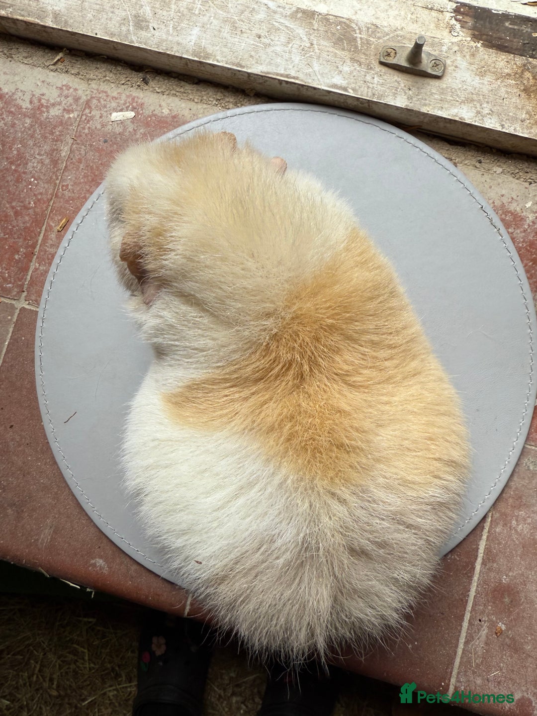 Guinea Pig rodents for sale: 3 sows looking for new 🏡 - Image 2
