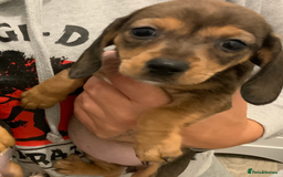 Chiweenie dogs for sale: Ready Now Chiweenies pups - Image 8
