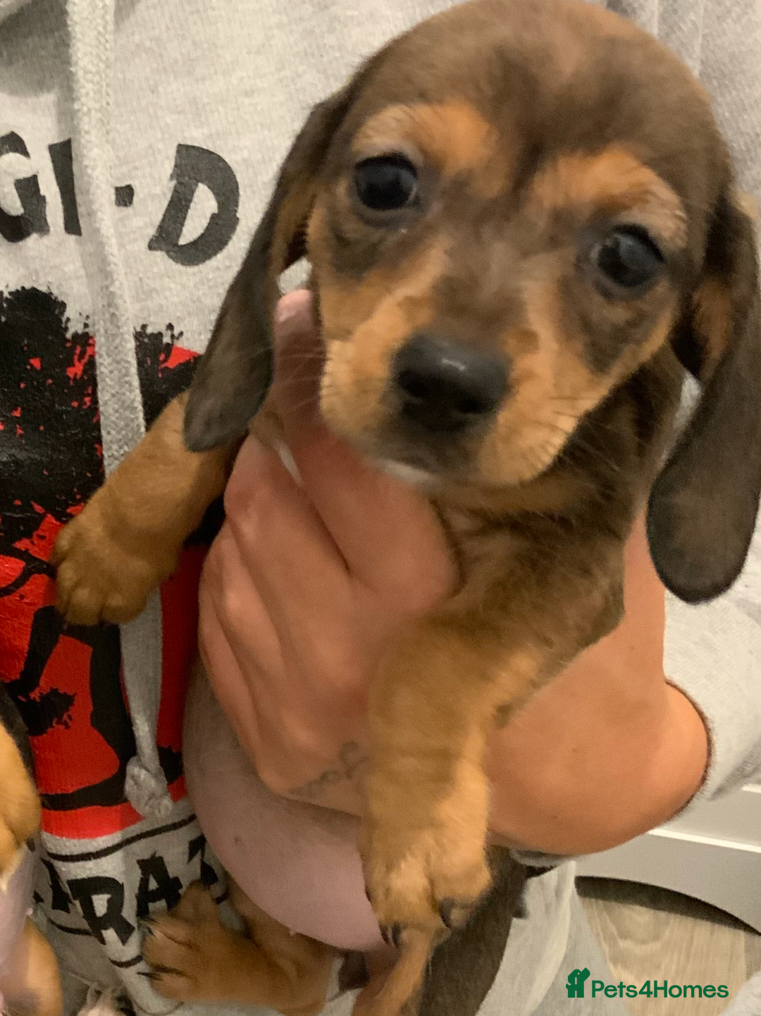 Chiweenie dogs for sale: Ready Now Chiweenies pups - Image 8