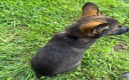 German Shepherd dogs for sale: Germany 🇩🇪 shepherd puppies dogs 🐕 big boned - Image 8