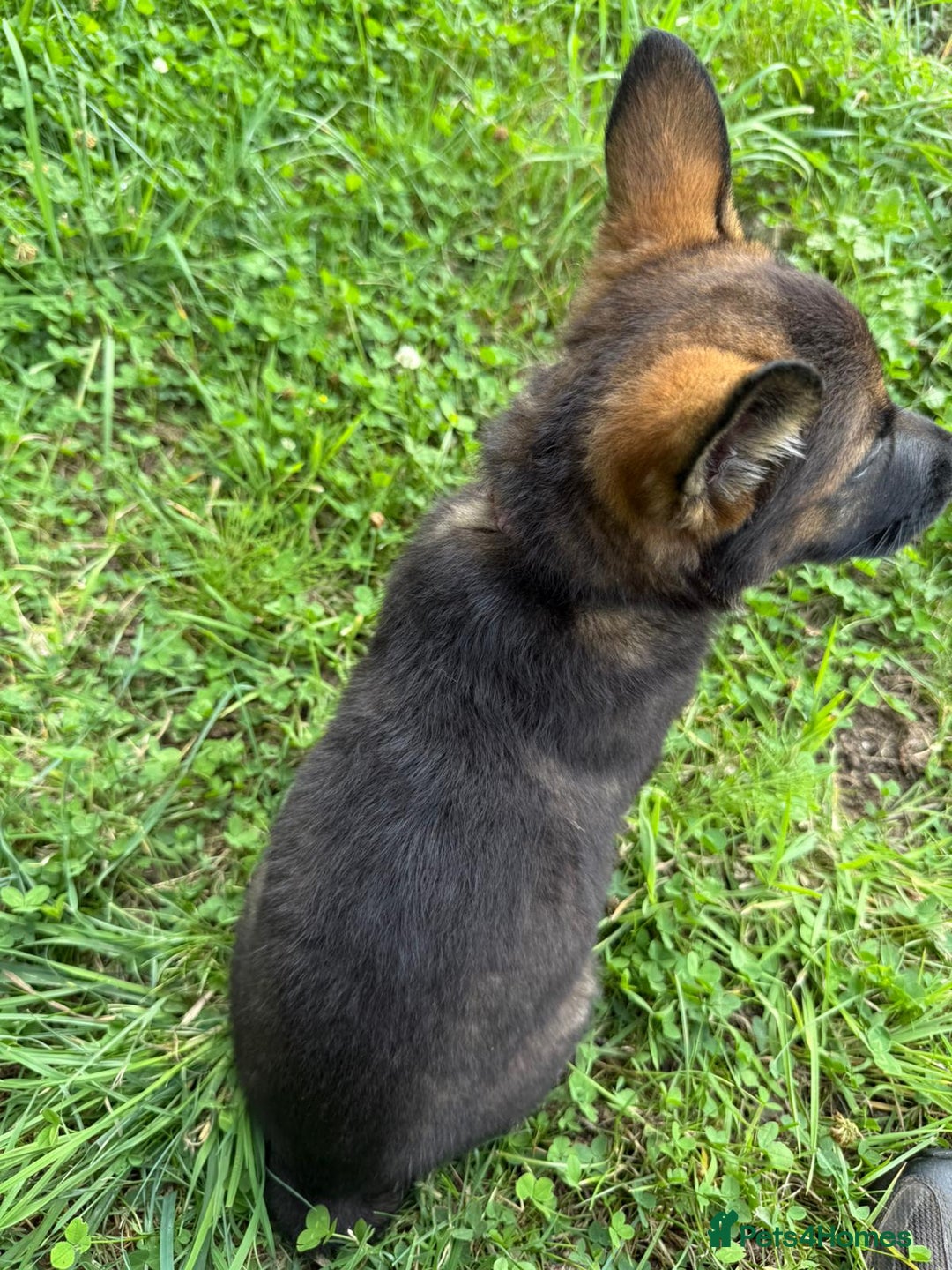 German Shepherd dogs for sale: Germany 🇩🇪 shepherd puppies dogs 🐕 big boned - Image 8