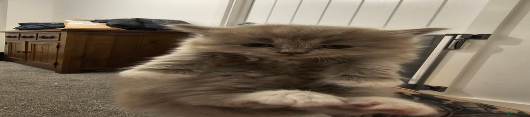 Ragdoll Kitten 4