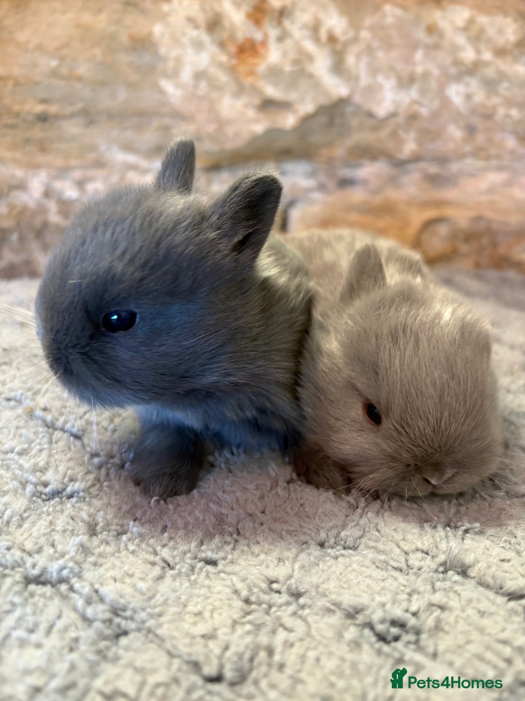 Netherland Dwarf rabbits for sale: Sweet Blue Netherland dwarf bunnies - Advert 1