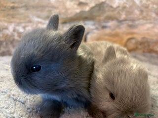 Netherland Dwarf rabbits Sweet Blue Netherland dwarf bunnies - Advert 3