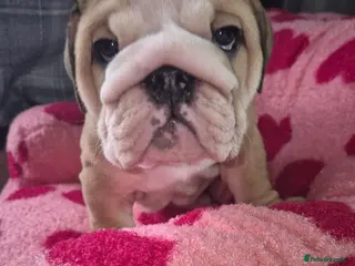 English Bulldog dogs One Chunky Red & White KC English Bulldog Puppies - Advert 10