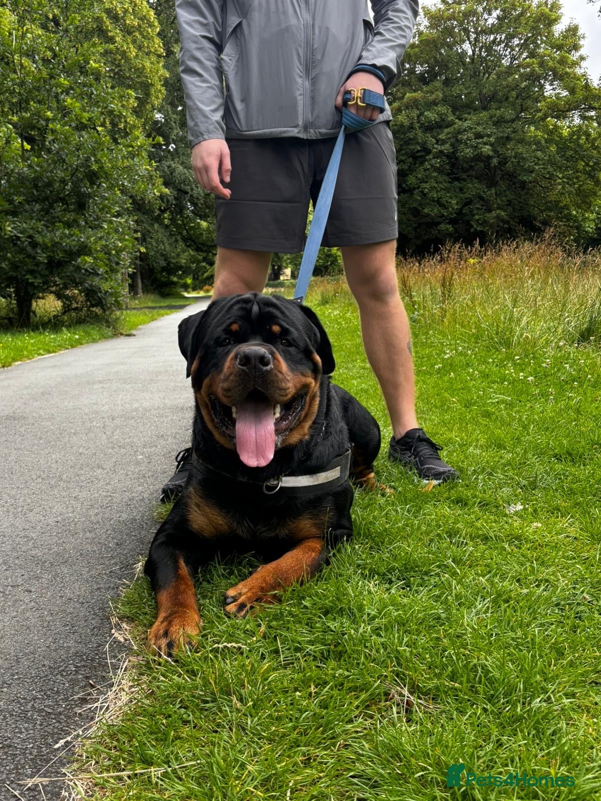 Rottweiler dogs Huxley  - Advert 2