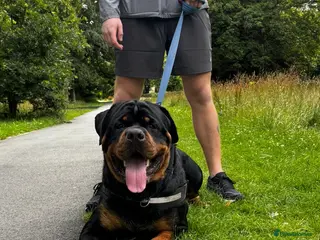 Rottweiler dogs Huxley - Advert 18