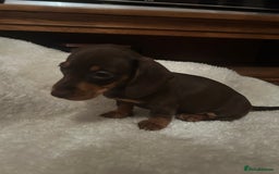 Miniature Dachshund dogs for sale: Miniature dachshund puppies  - Image 1