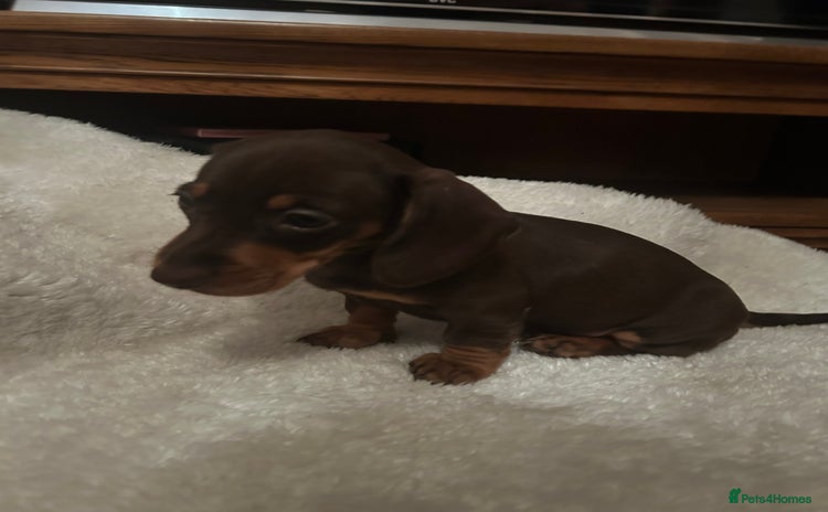 Miniature Dachshund dogs - Advert 3