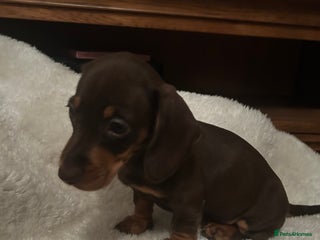 Miniature Dachshund dogs - Advert 8