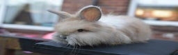 Angora rabbits for sale: French Imported Pedigree English Angoras - Advert 22