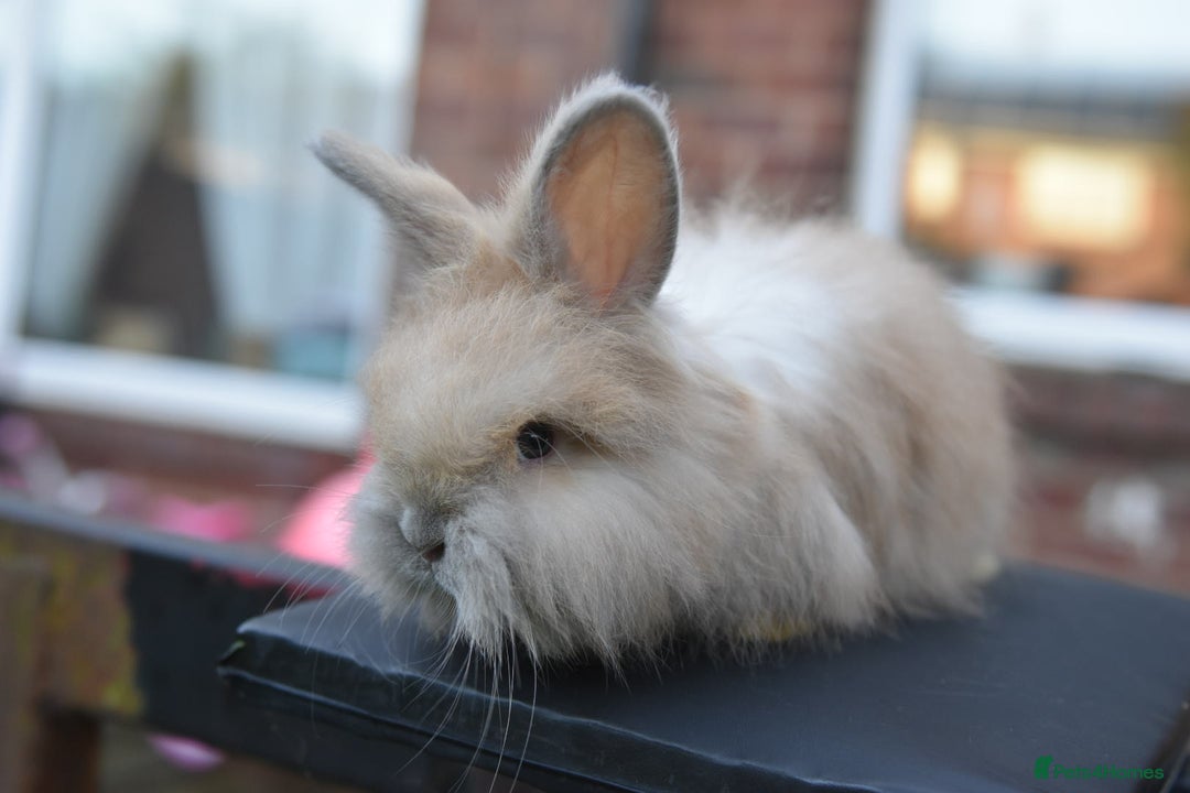 Angora rabbits for sale: French Imported Pedigree English Angoras - Advert 22