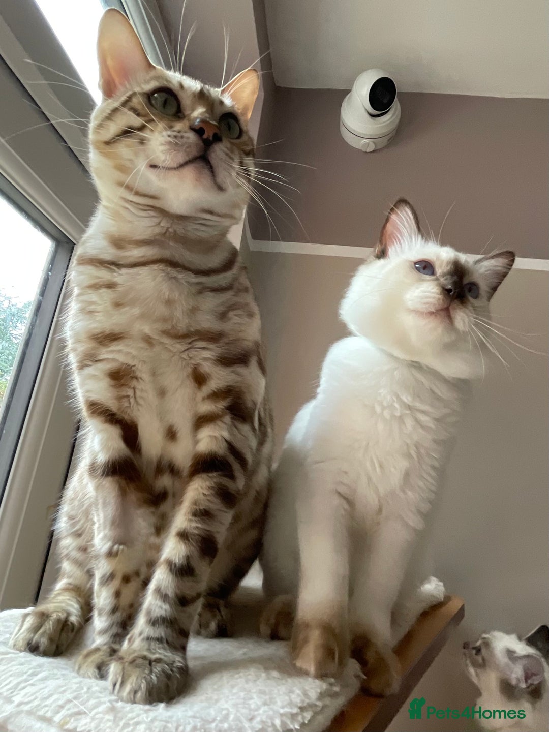Bengal cats for sale: Beautiful Bengal boy - Image 7