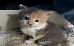 British Longhair cats for sale: 6 beautiful lovable friendly kittens - Image 30