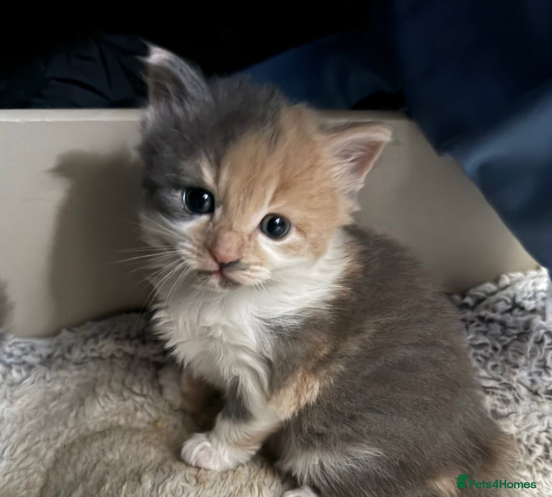 British Longhair cats for sale: 6 beautiful lovable friendly kittens - Image 30