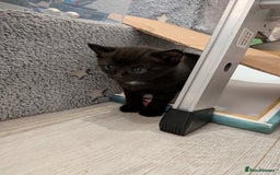 Domestic Shorthair cats for sale: Two Shorthair Kittens - Image 3