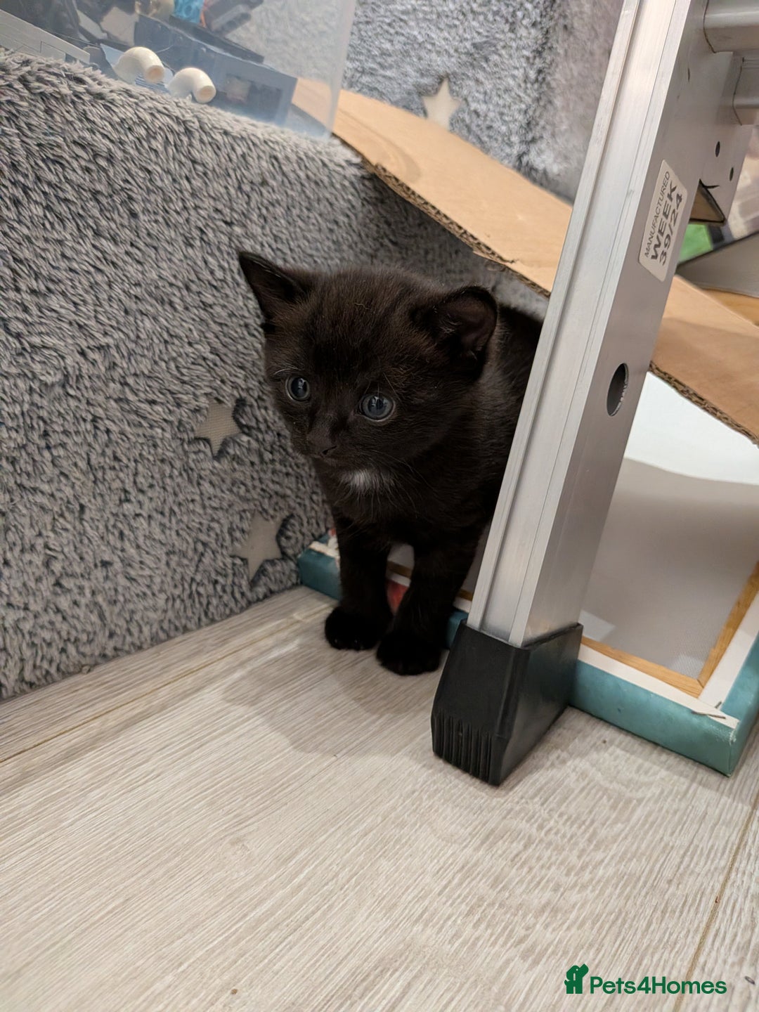 Domestic Shorthair cats for sale: Two Shorthair Kittens - Image 3