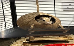 Gerbil rodents for sale: Two gerbil girls - Image 1