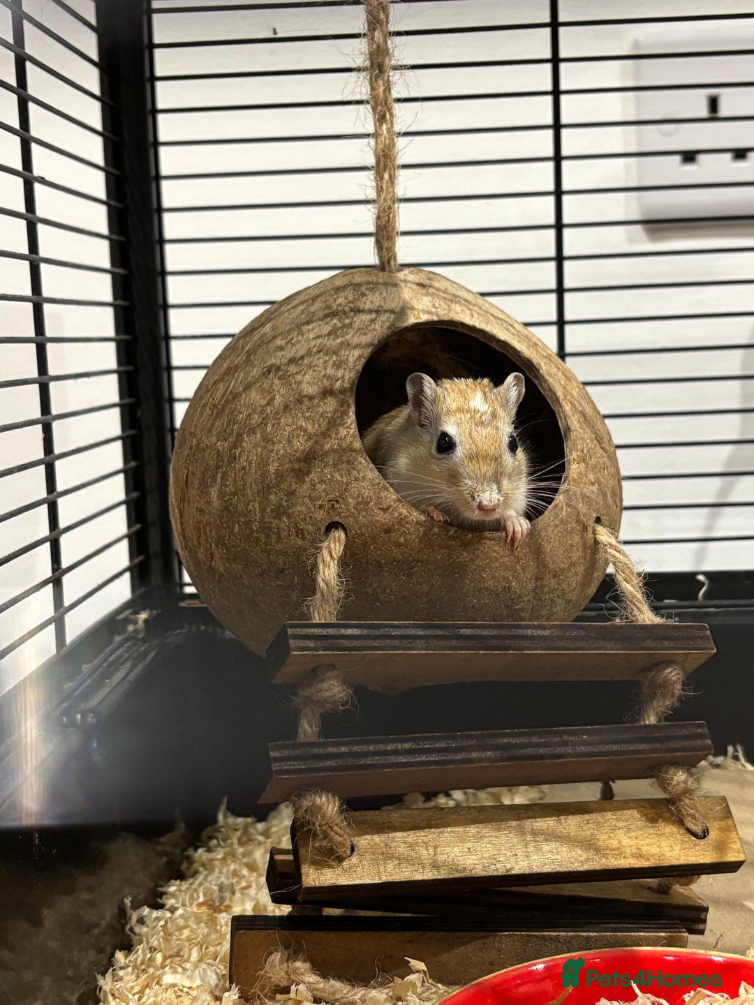 Gerbil rodents for sale: Two gerbil girls - Image 1