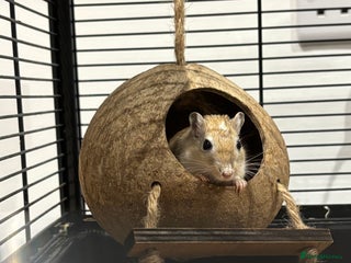 Gerbil rodents - Advert 4