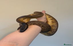 Python Snake reptiles for sale: Black headed python for sale  - Image 2