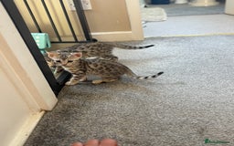 Bengal cats for sale: 🐾 Pedigree tica registered Bengal Kittens - Image 10