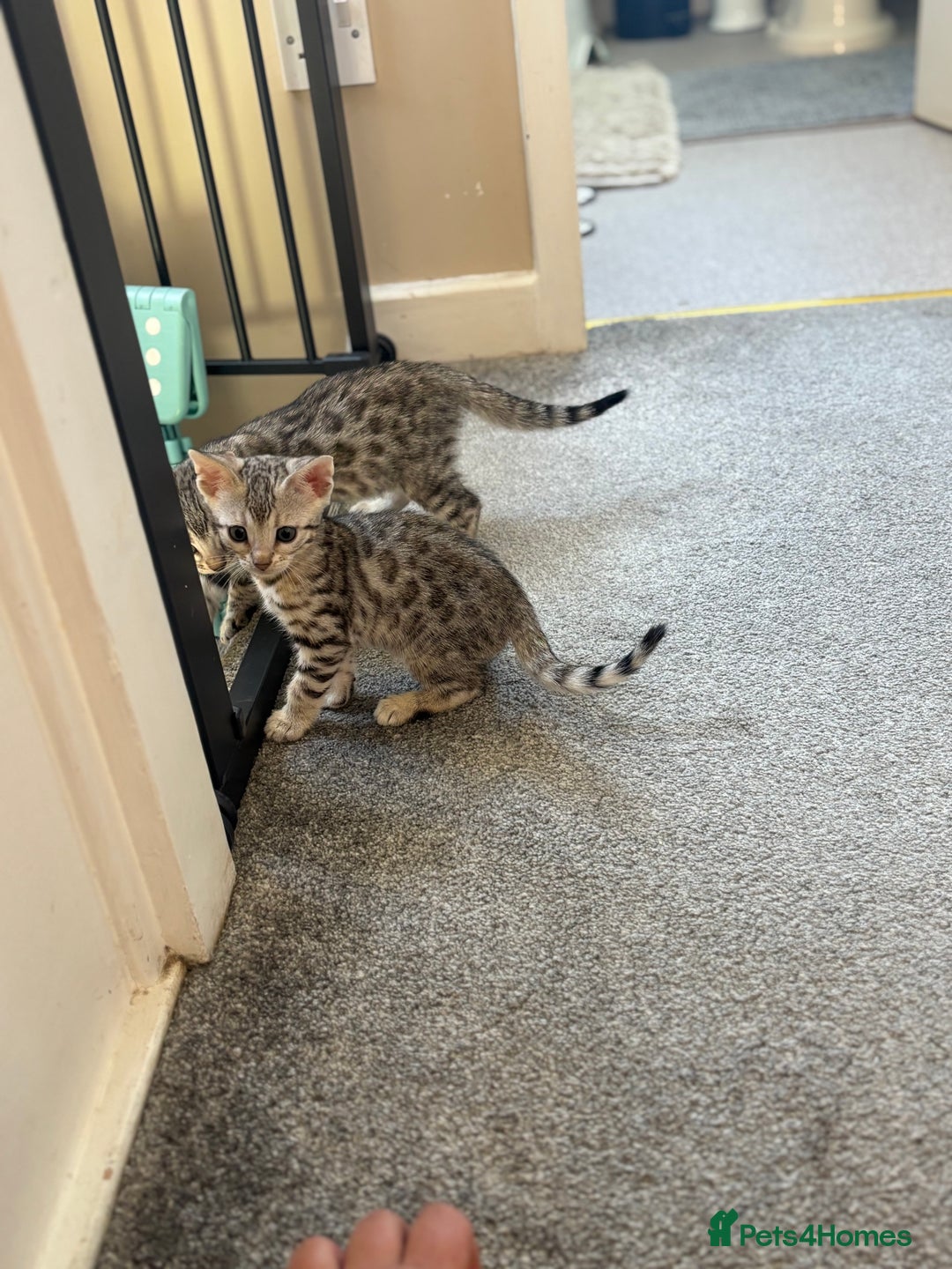 Bengal cats for sale: 🐾 Pedigree tica registered Bengal Kittens - Image 10