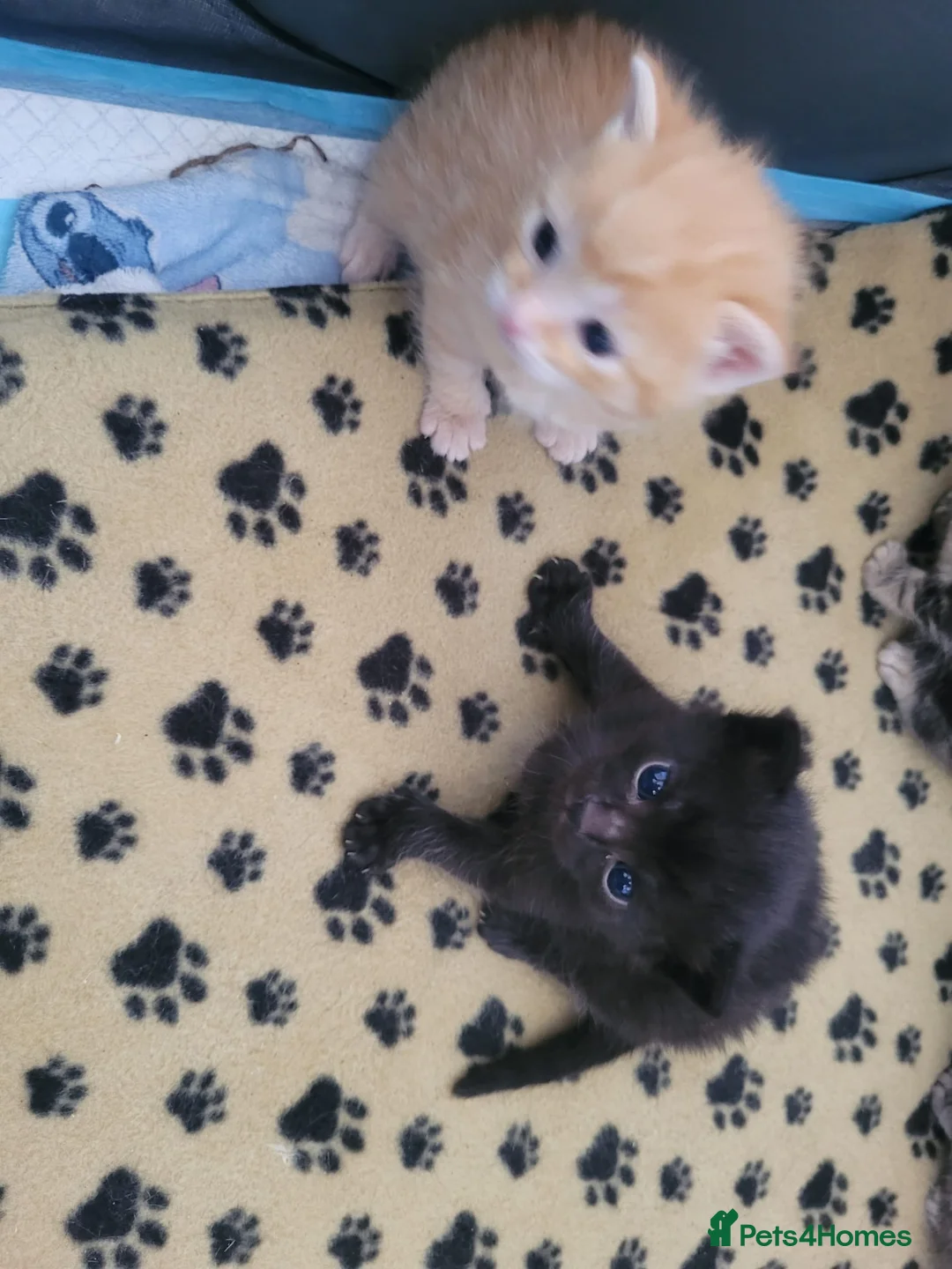Mixed Breed cats for sale: Beautiful kittens for sale - ready 21ST May - Advert 2